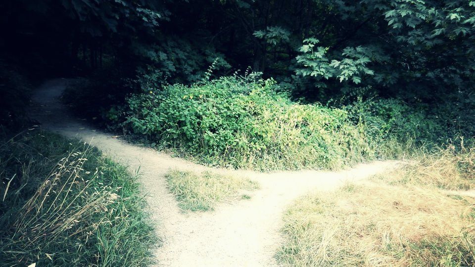 A dirt path splitting in two through green woodland
