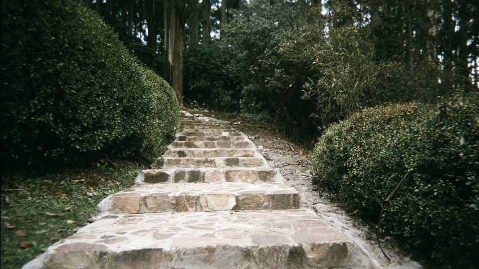 Stone steps leading along a garden path